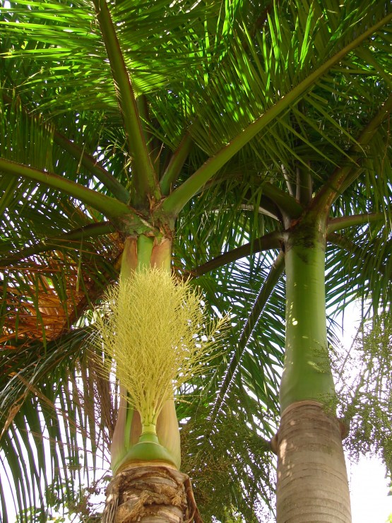 Royal Palm 2